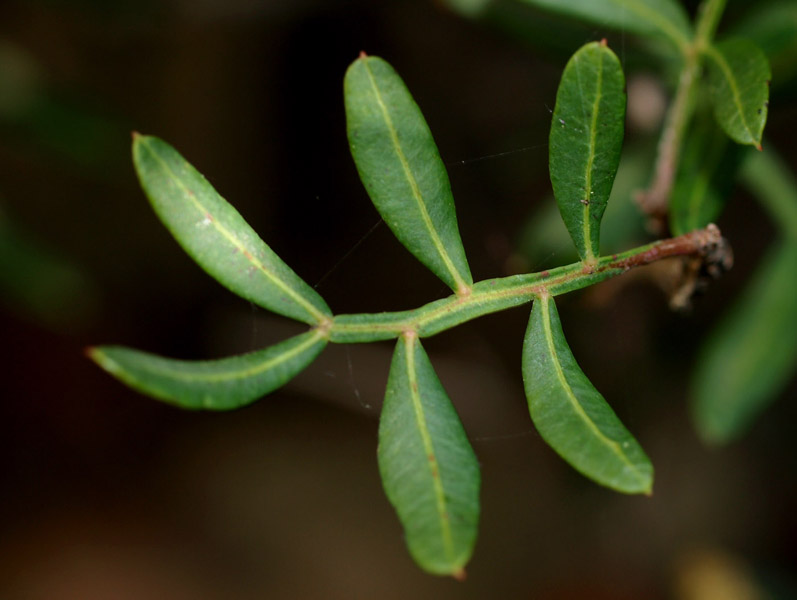 Pistacia lentiscus